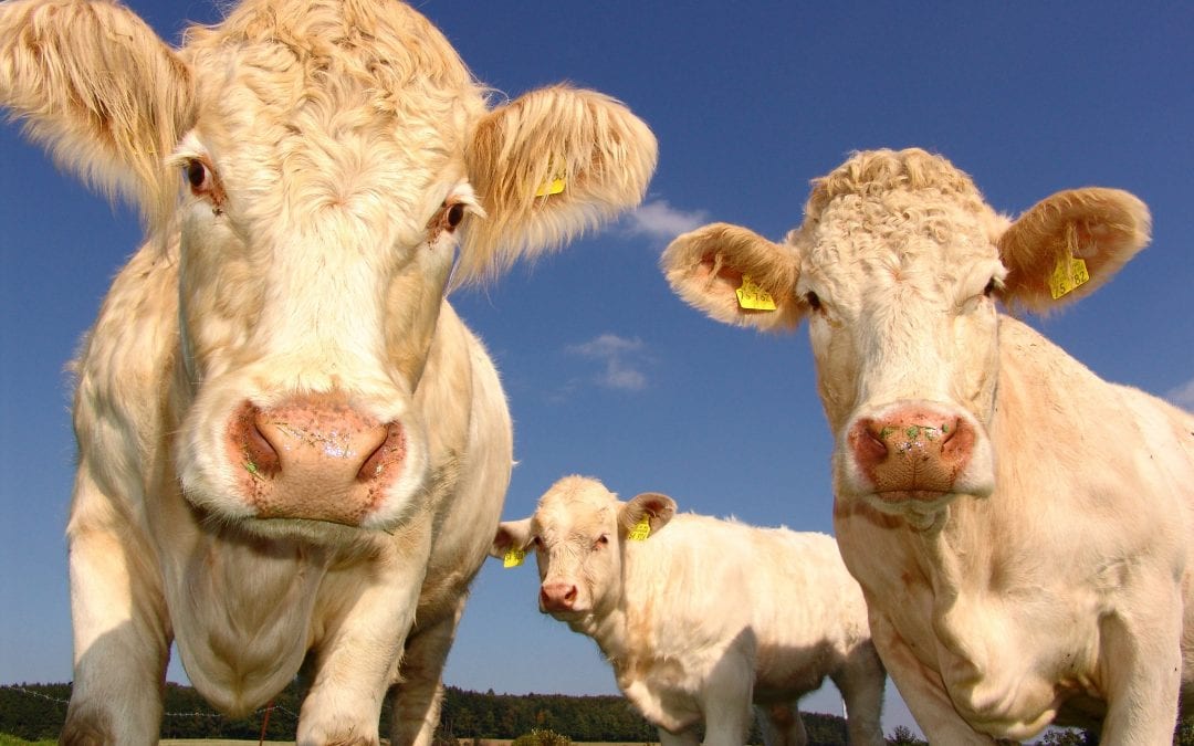 Stand Out From The Herd – Send Us Your CV